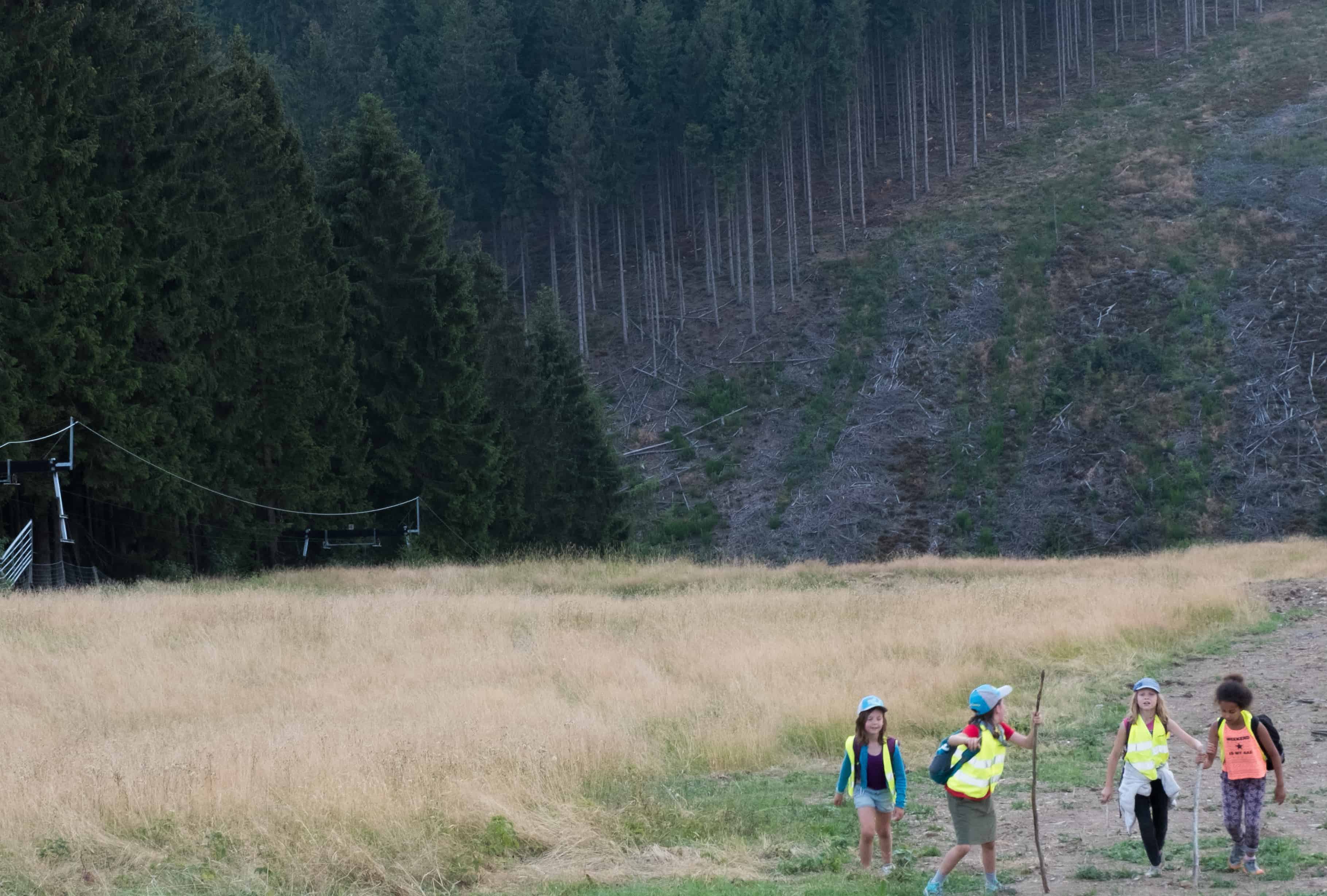 Foto van stappende kapoenen